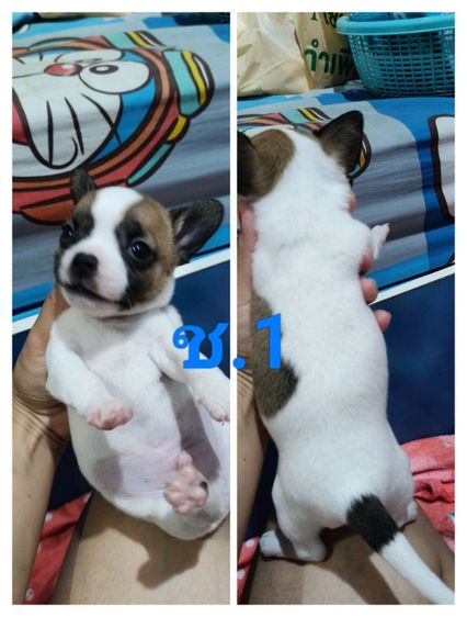 ชิวาว่า ผู้5 เมีย1 พุดเดิ้ลผสมเฟร้นช์เมีย1ตัว รูปที่ 4