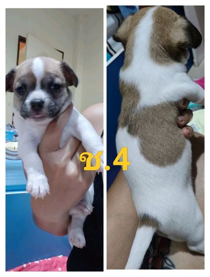 ชิวาว่า ผู้5 เมีย1 พุดเดิ้ลผสมเฟร้นช์เมีย1ตัว รูปที่ 2