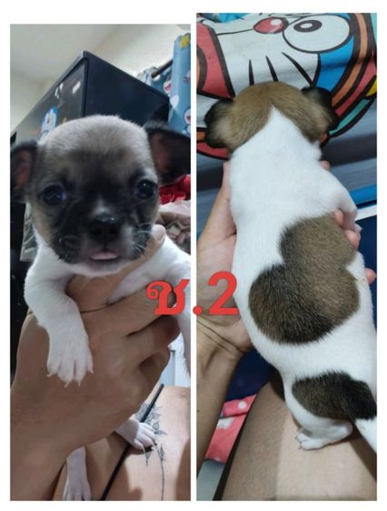 ชิวาว่า ผู้5 เมีย1 พุดเดิ้ลผสมเฟร้นช์เมีย1ตัว