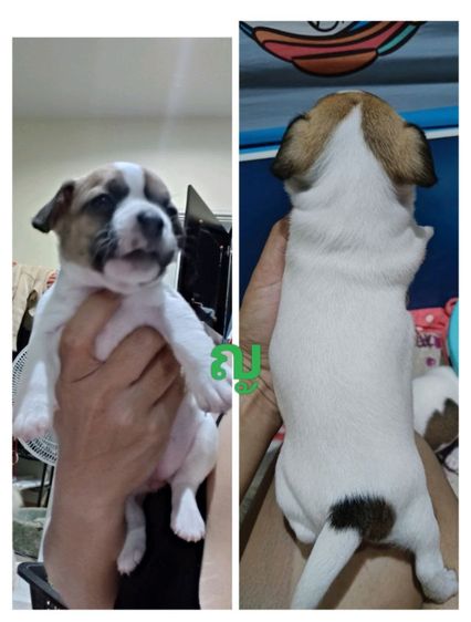 ชิวาว่า ผู้5 เมีย1 พุดเดิ้ลผสมเฟร้นช์เมีย1ตัว รูปที่ 6