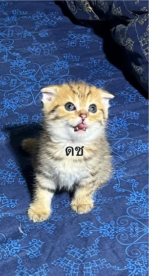 หาบ้านเด็กๆจ้า 5500