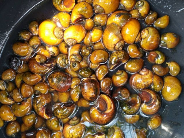 แม่พันธุ์หอยเชอรี่สีทอง รูปที่ 2