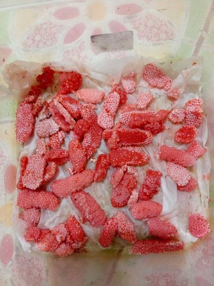 แม่พันธุ์หอยเชอรี่สีทอง รูปที่ 3