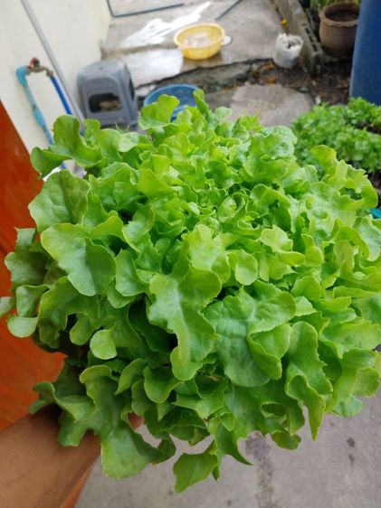 ผักไฮโดร์โปนิกส์ รูปที่ 7
