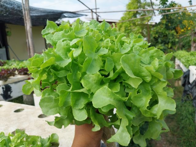 ผักไฮโดร์โปนิกส์ รูปที่ 4