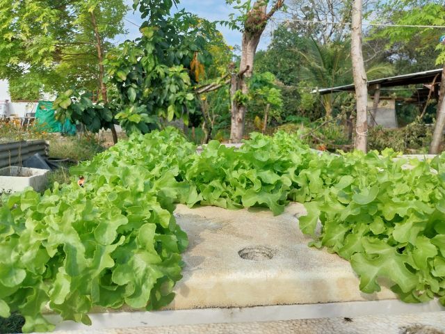 ผักไฮโดร์โปนิกส์ รูปที่ 6