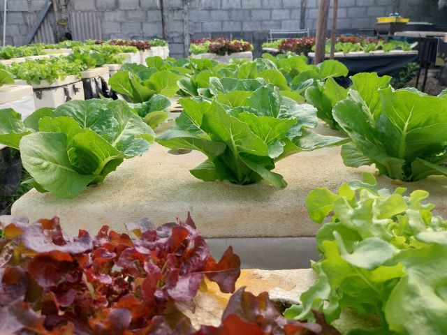 ผักไฮโดร์โปนิกส์ รูปที่ 2