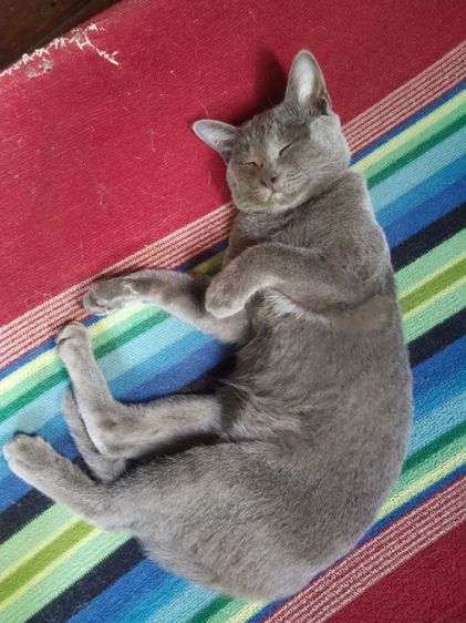 แมวพันธุ์โคราช  อยากได้คนไปดูแลต่อจะไปทำงานต่างจังหวัดค่ะ รูปที่ 2