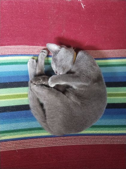 แมวพันธุ์โคราช  อยากได้คนไปดูแลต่อจะไปทำงานต่างจังหวัดค่ะ รูปที่ 3