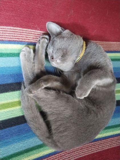 แมวพันธุ์โคราช  อยากได้คนไปดูแลต่อจะไปทำงานต่างจังหวัดค่ะ