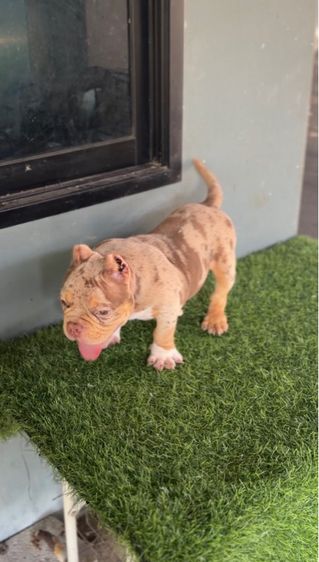 บูลลี่เอ็กโซติก รูปที่ 2