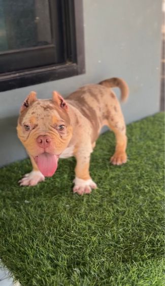 บูลลี่เอ็กโซติก รูปที่ 4