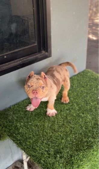 บูลลี่เอ็กโซติก รูปที่ 3