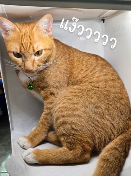 เคสมือถือ iPhone 11 (มือสอง)  รูปที่ 11