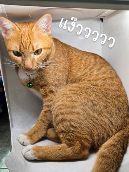 เคสมือถือ iPhone 11 (มือสอง)  รูปที่ 4