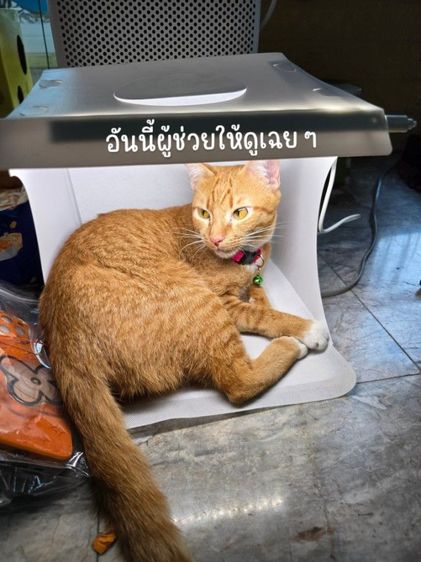 เคสมือถือ iPhone 11 (มือสอง)  รูปที่ 3