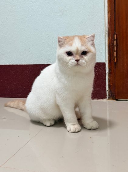 แมวสก็อตติช รูปที่ 2