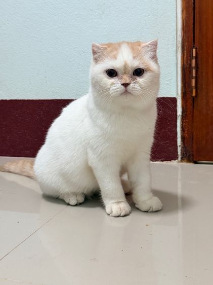 แมวสก็อตติช