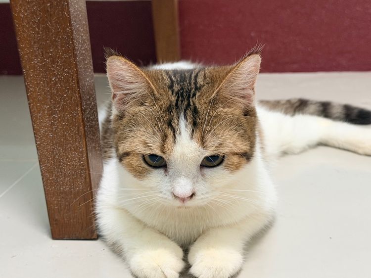 แมวมั้นช์กิ้นขายาว รูปที่ 3