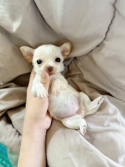 ชิวาวา (Chihuahua) เล็ก ชิวาวาจิ๋วมาก  ขนสั้น 