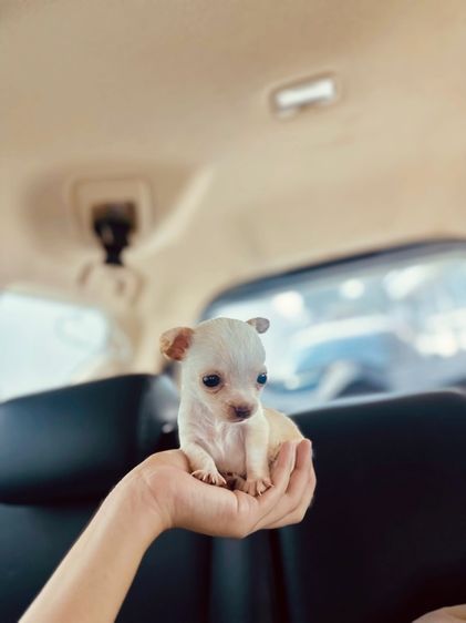 ชิวาวาจิ๋วมาก  ขนสั้น  รูปที่ 8