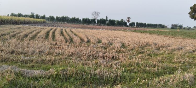 ใช่ ขายที่ดินอยู่ที่บ้านหนองกระทุ่ม เดิมบางนางบวช