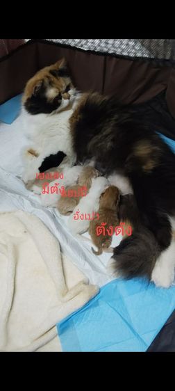 เปอร์เซีย (Persian) เปิดจองเปอร์เซีย