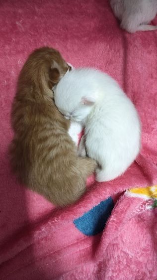 เปิดจองเปอร์เซีย รูปที่ 4