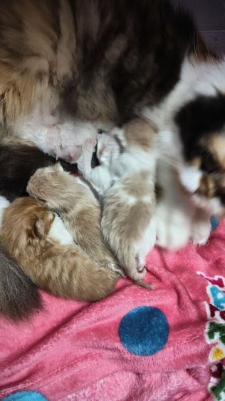 เปิดจองเปอร์เซีย รูปที่ 3