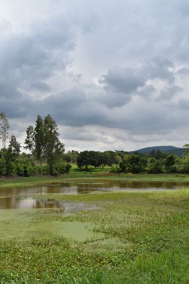 ขายและเช่าที่ดินลพบุรี ตำบลเพนียด อำเภอโคกสำโรง รูปที่ 4