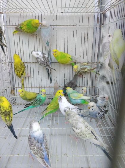 นกหงษ์หยก รูปที่ 3