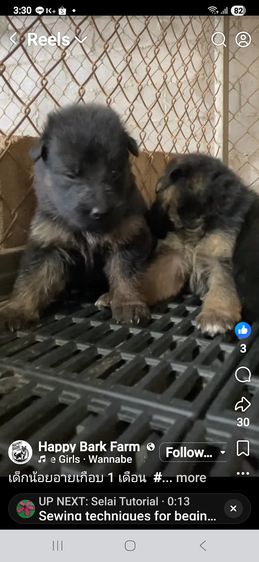 ลูกหมาเยอรมันเชพเพิร์ด ลูกสุนัข พันธุ์แท้ k9 ส่งได้ทั่วประเทศ รูปที่ 4