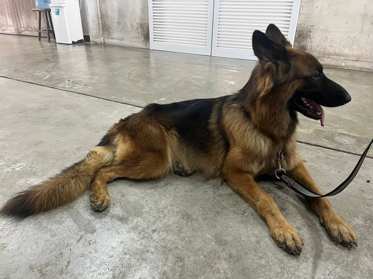 ลูกหมาเยอรมันเชพเพิร์ด ลูกสุนัข พันธุ์แท้ k9 ส่งได้ทั่วประเทศ รูปที่ 8