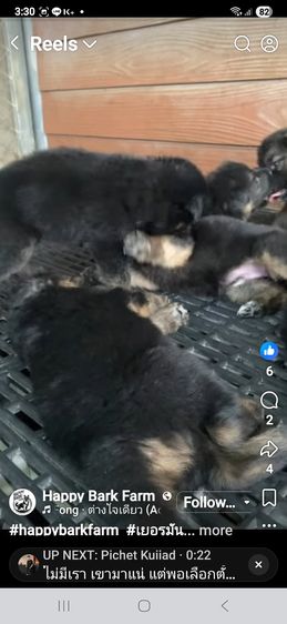 ลูกหมาเยอรมันเชพเพิร์ด ลูกสุนัข พันธุ์แท้ k9 ส่งได้ทั่วประเทศ รูปที่ 2