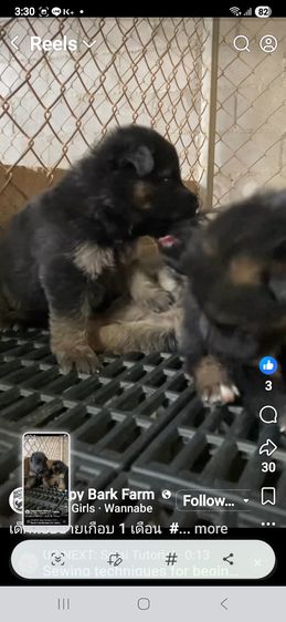 ลูกหมาเยอรมันเชพเพิร์ด ลูกสุนัข พันธุ์แท้ k9 ส่งได้ทั่วประเทศ