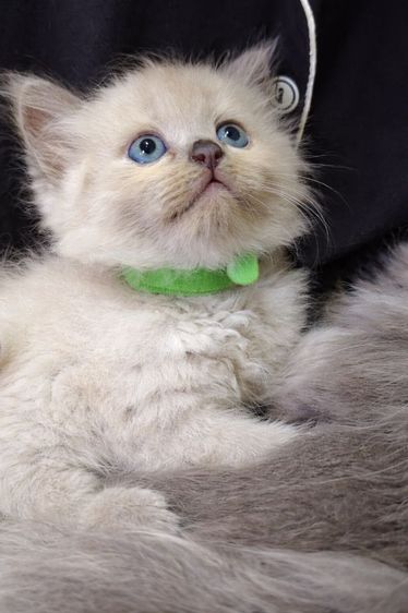 ลูกแมว ไทย - เปอร์เซีย รูปที่ 4