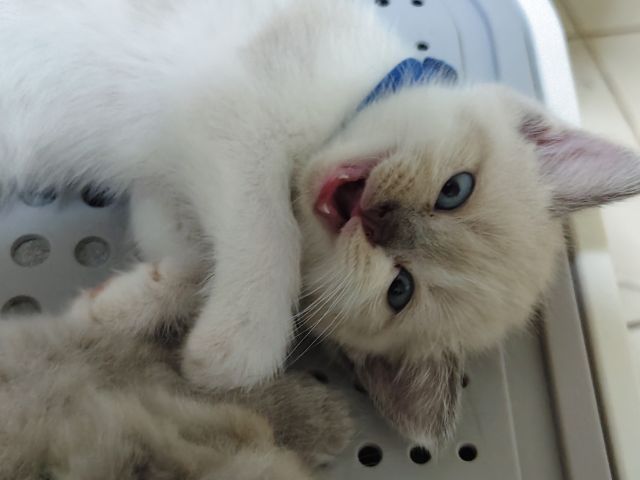 ลูกแมว ไทย - เปอร์เซีย