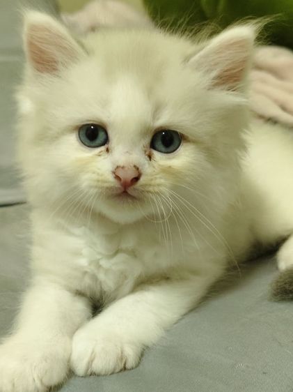 ลูกแมว ไทย - เปอร์เซีย รูปที่ 2