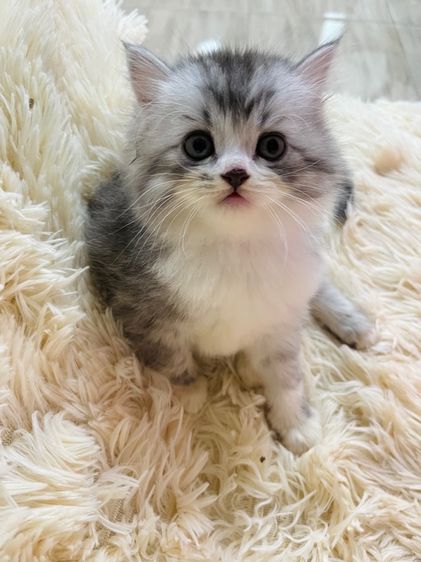 แมวเปอร์เซียแท้ รูปที่ 7