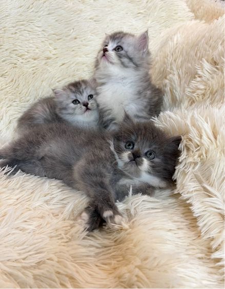 แมวเปอร์เซียแท้