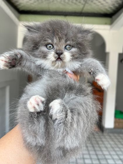 แมวเปอร์เซียแท้ รูปที่ 18