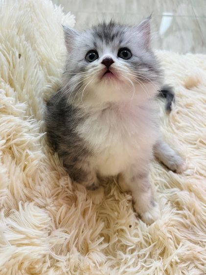 แมวเปอร์เซียแท้ รูปที่ 5