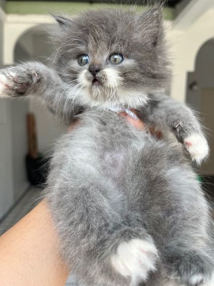 แมวเปอร์เซียแท้ รูปที่ 15