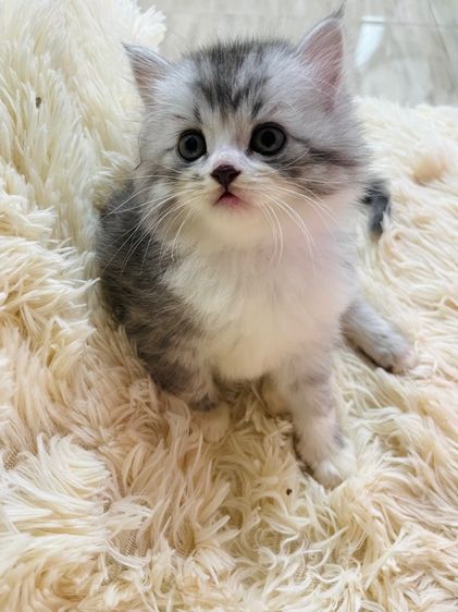 แมวเปอร์เซียแท้ รูปที่ 8