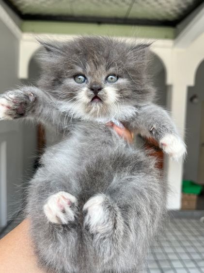 แมวเปอร์เซียแท้ รูปที่ 16