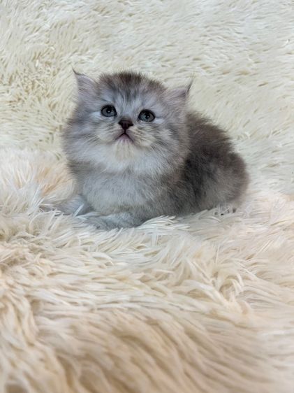 แมวเปอร์เซียแท้ รูปที่ 10