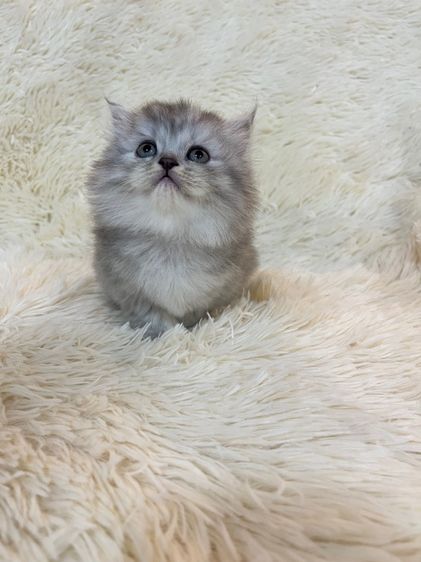 แมวเปอร์เซียแท้ รูปที่ 12