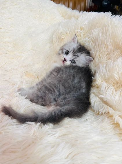 แมวเปอร์เซียแท้ รูปที่ 2