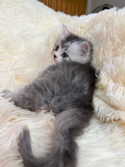 แมวเปอร์เซียแท้ รูปที่ 4