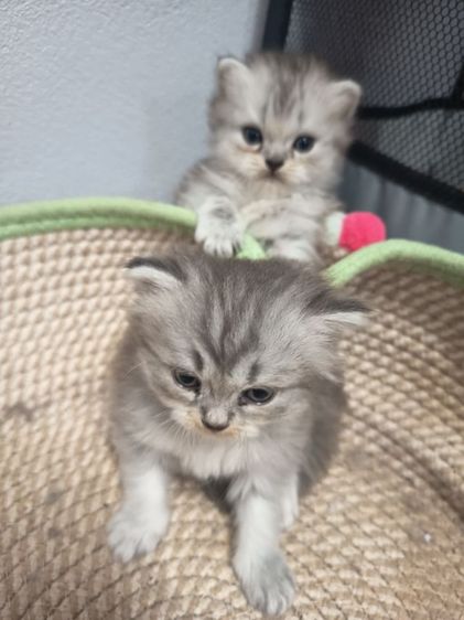 แมวเปอร์เซียผสมอเมริกันช็อตแฮร์ รูปที่ 2